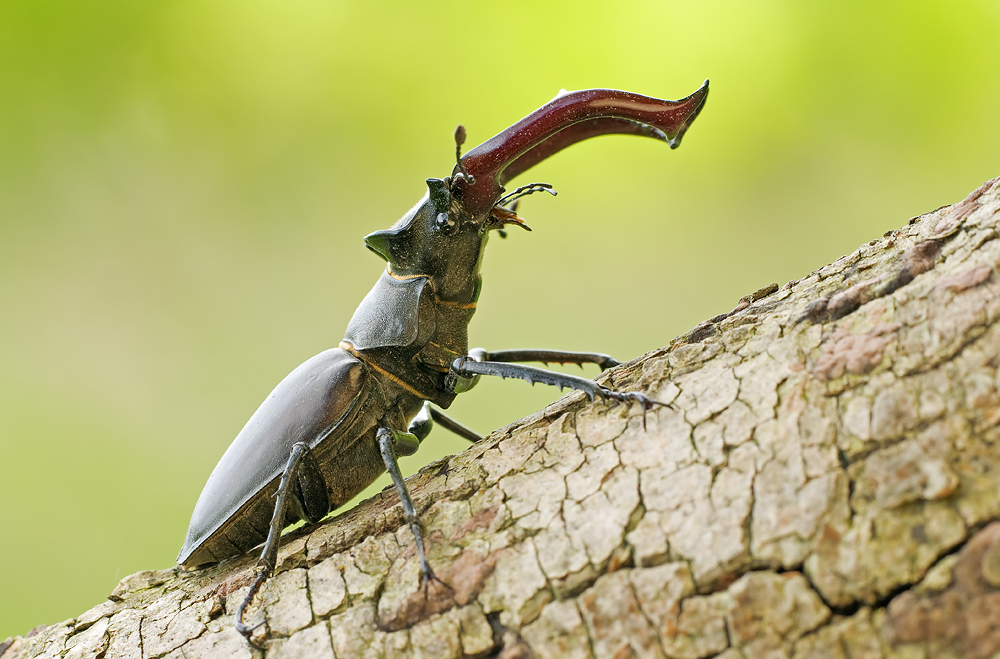 Hirschkäfer