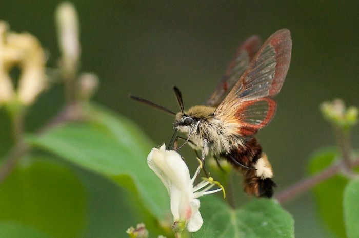 Hemaris fuciformis (Hummelschwärmer