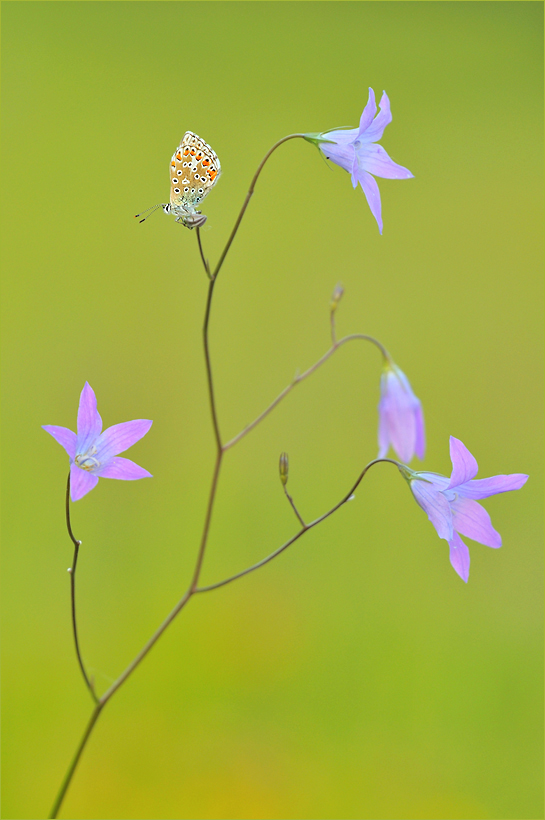 ~ Zwischen Glockenblumen ~