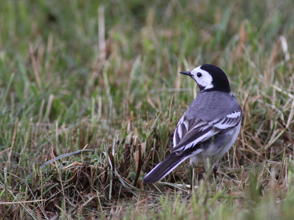 Bachstelze - Motacilla alba