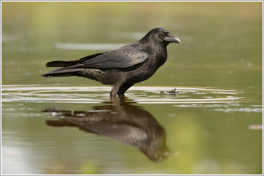 Corvus corone corone