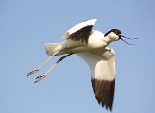 Säbelschnäbler auf Borkum