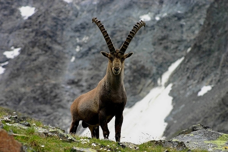 Steinbock im Pitztal