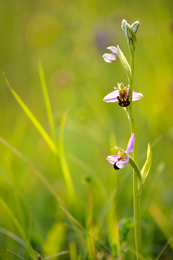 Ophrys apifera 09