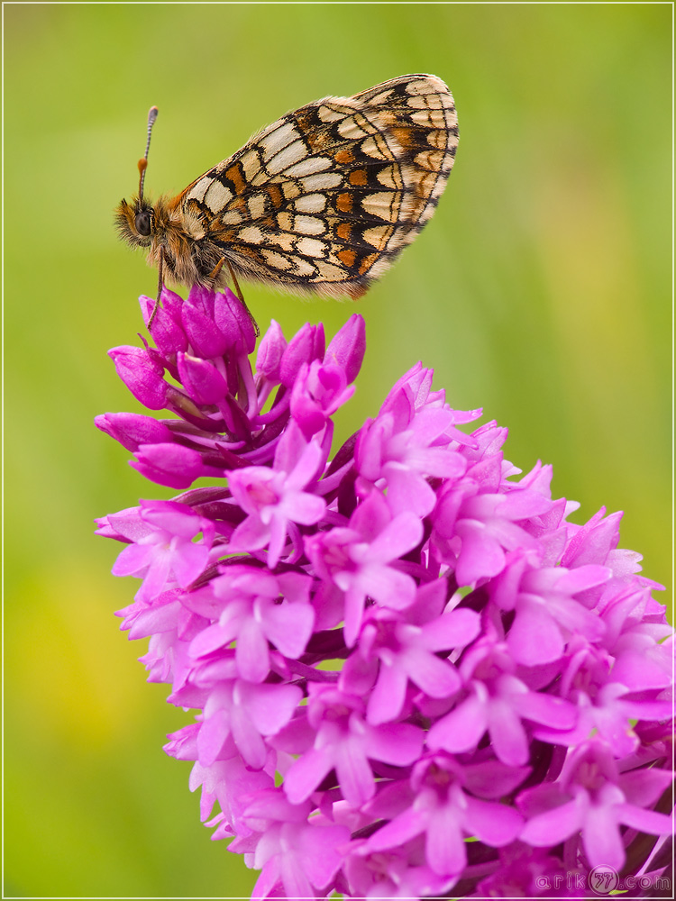 Westlicher Scheckenfalter - Mellicta parthenoides