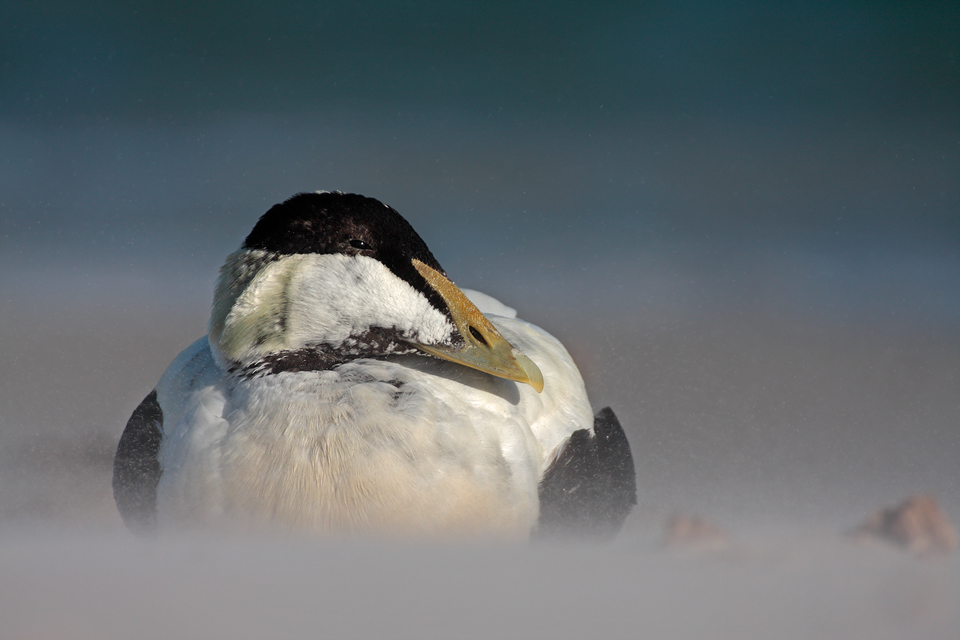 Die Ente und der Sturm