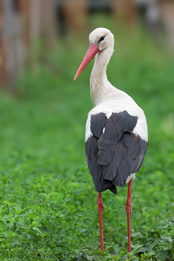 Der Storch im Salat