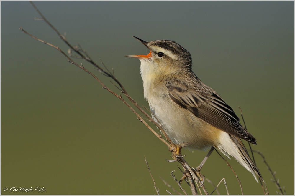 Schilfrohrsänger (Acrocephalus schoenobaenus)