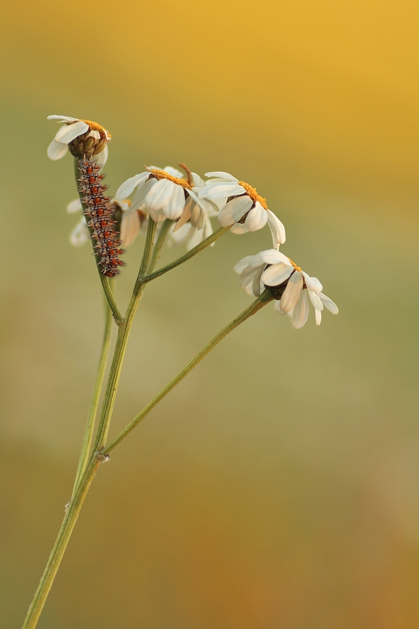 Scheckenfalter - Raupe