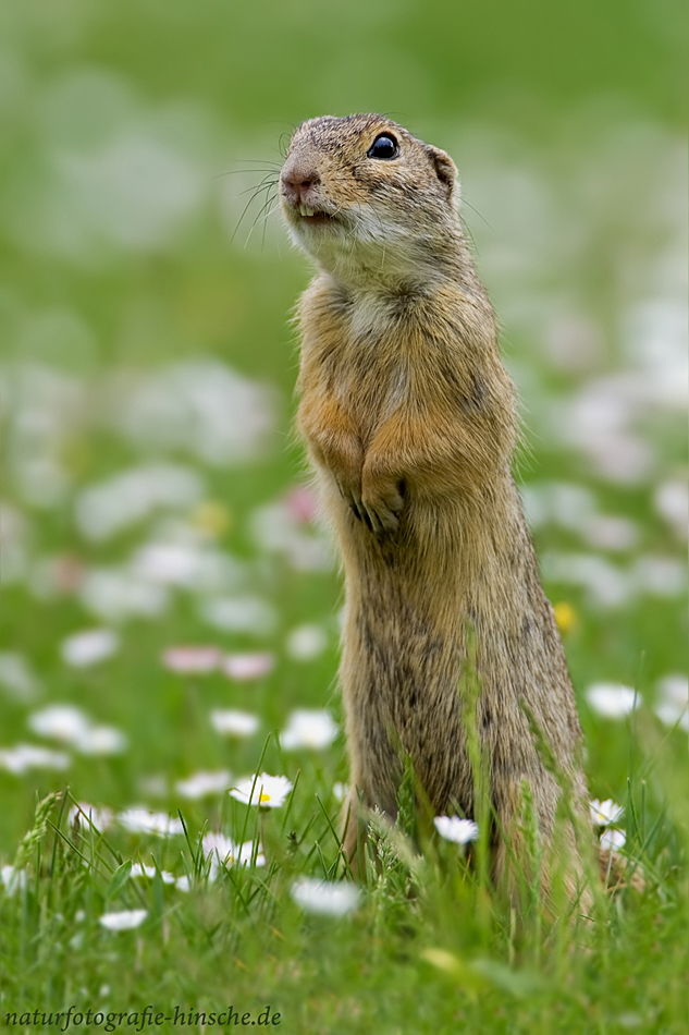 Was guckst du?