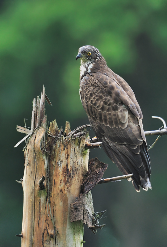 Wespenbussard
