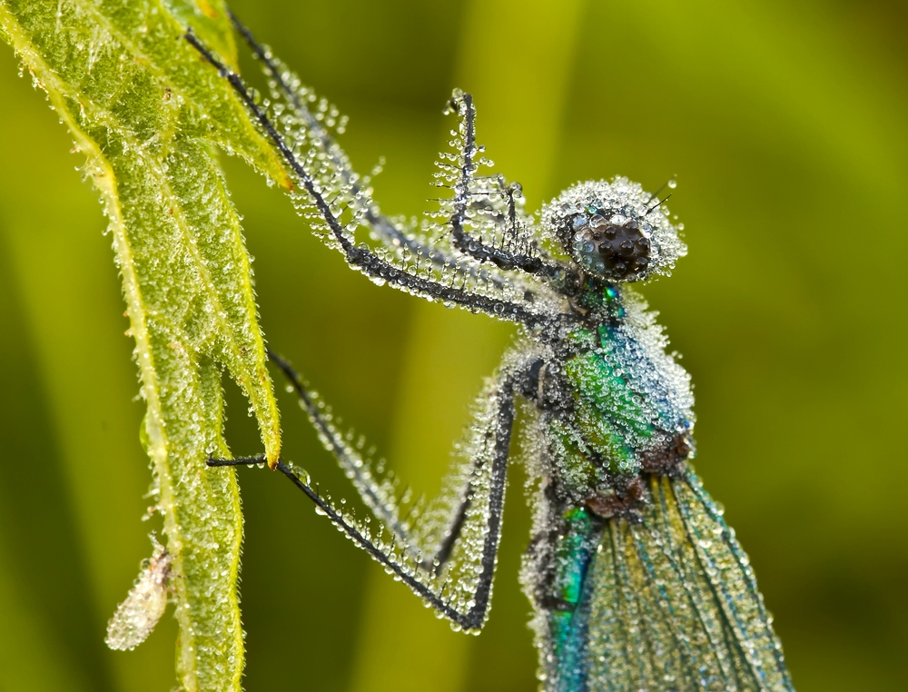 Blauflügel-Prachtlibelle (Calopteryx virgo)