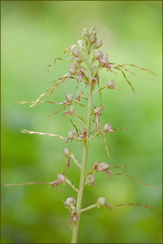 Himantoglossum adriaticum