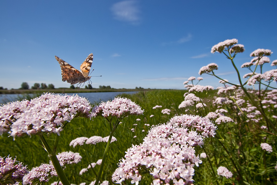 Distelfalter über Baldrianblüten