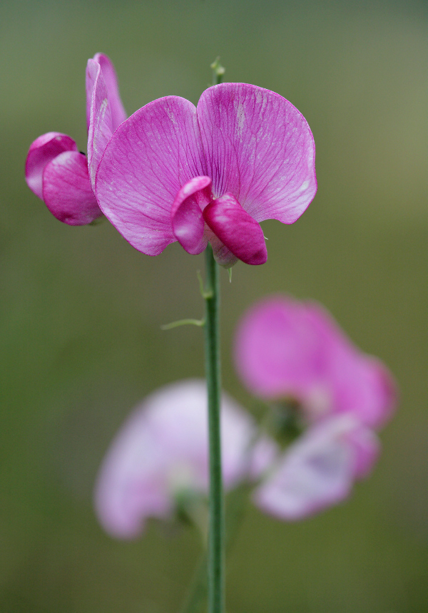 Mal wieder ein Blümchen