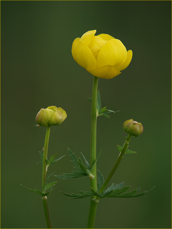 ~ Trollblume ~