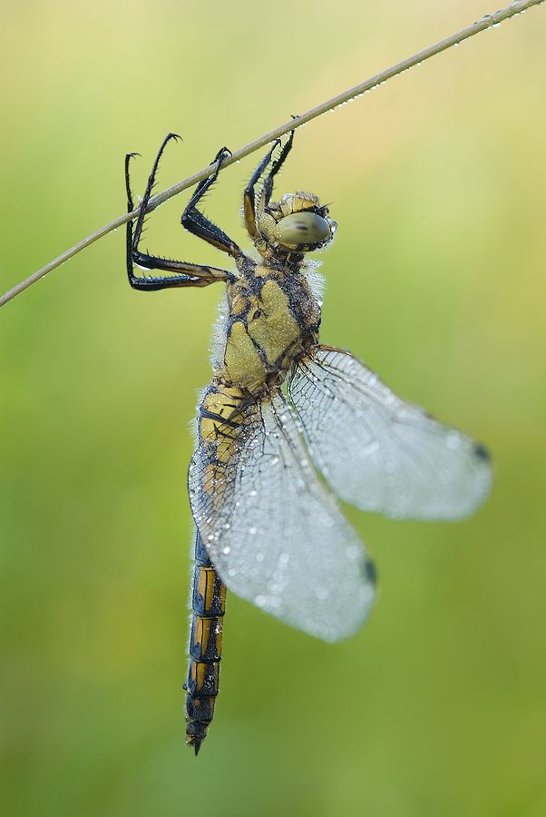 ~ Großlibelle ~