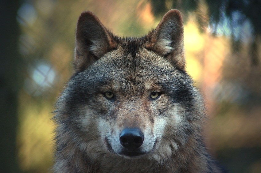 Canis Lupus