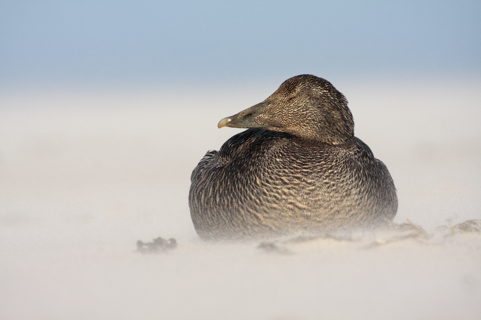 Der Sturm und die Ente