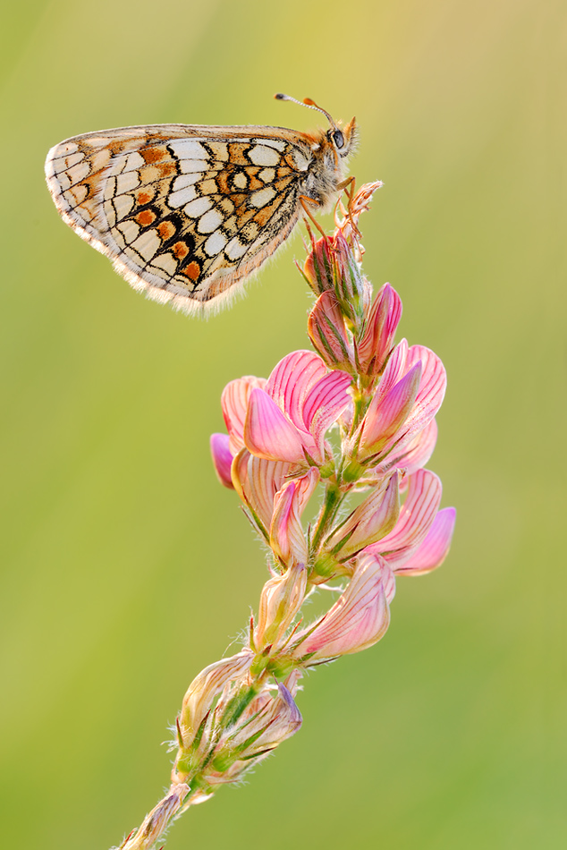 Melitaea athalia