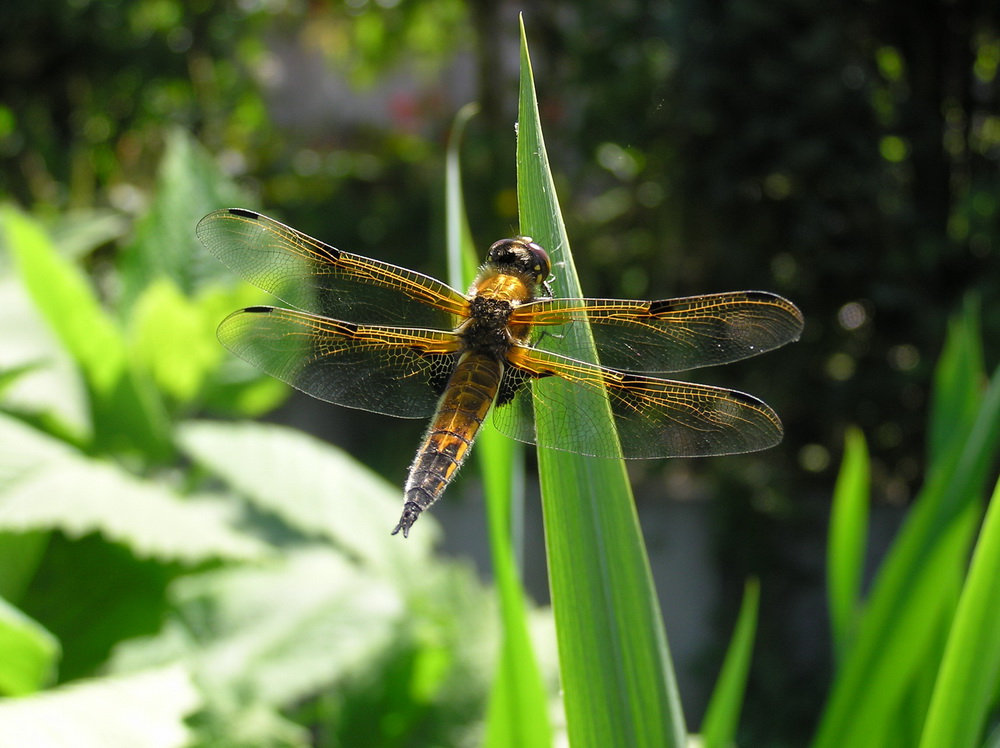 Vierfleck Libellula quadrimaculata