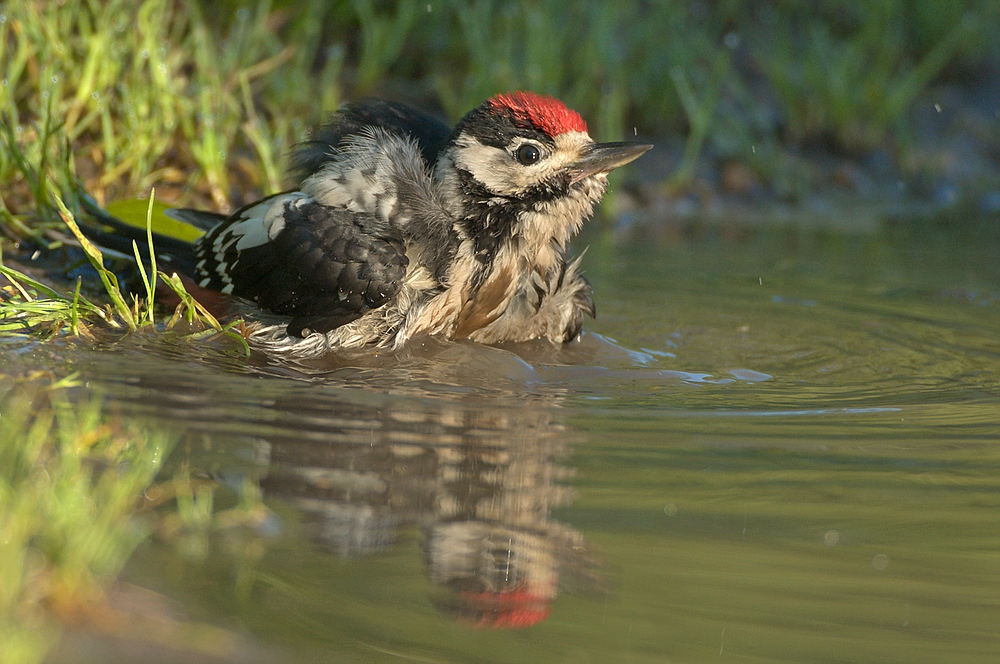 Junger Buntspecht beim baden!