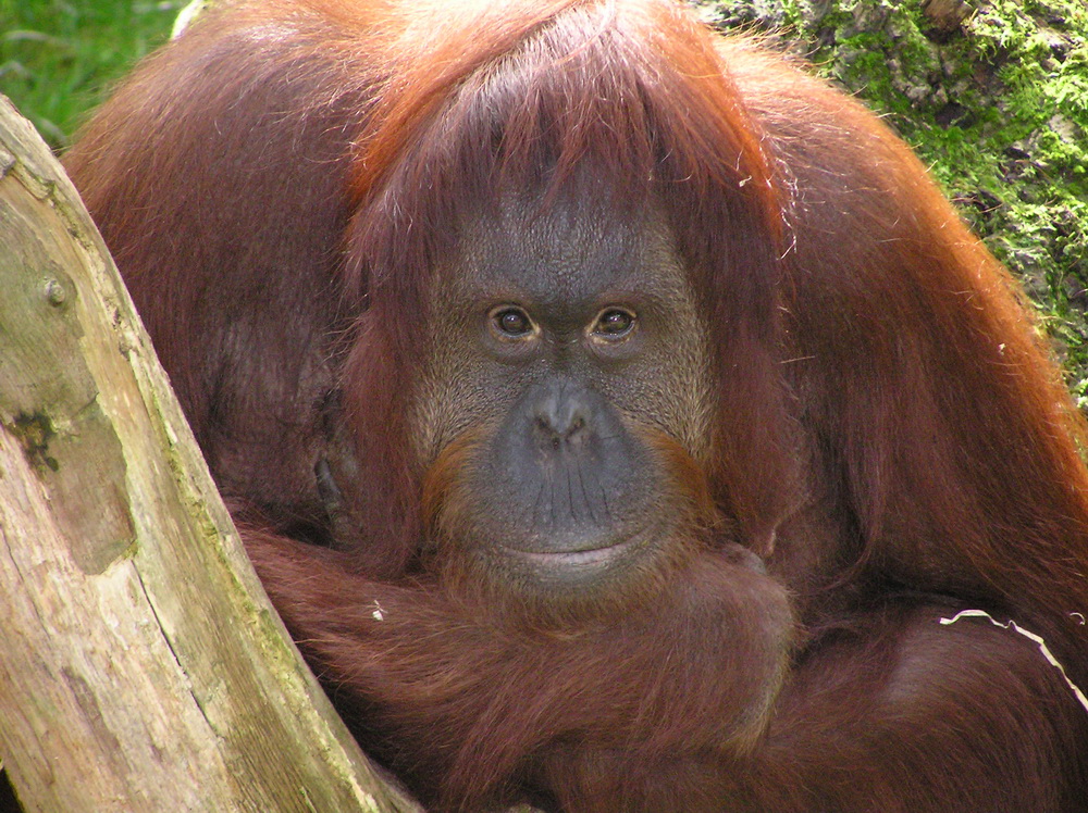  Orang Utan  Forum f r  Naturfotografen 