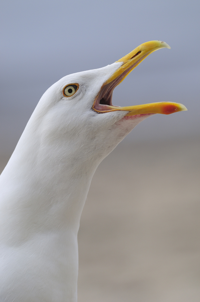 Silbermöwe (larus argentatus)
