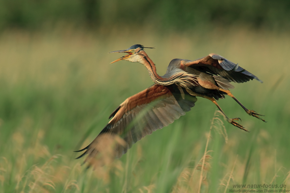 Purpurreiher (Ardea purpurea)