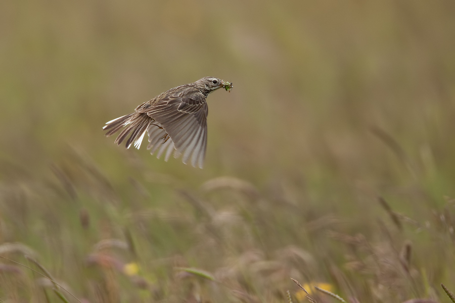 Wiesenpieper (Anthus pratensis) auf dem Weg zum Nest