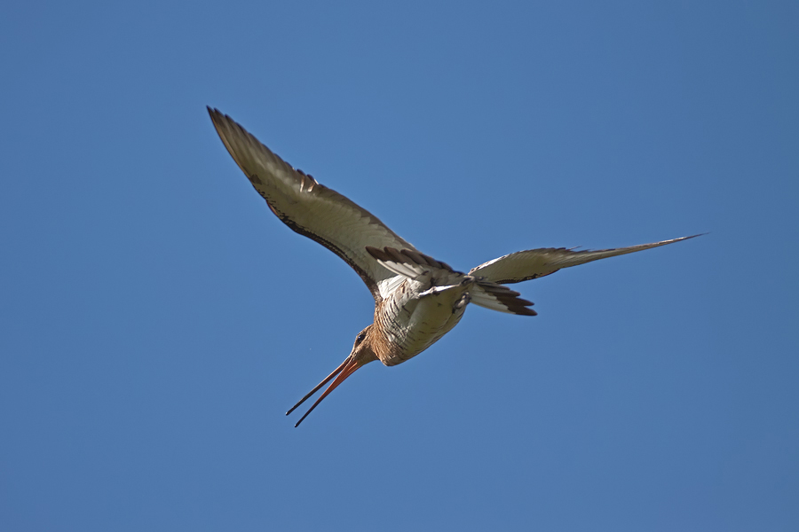 Uferschnepfe (Limosa limosa) im Flug