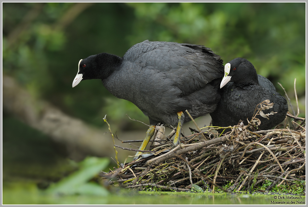 Blässhuhn (Fulica atra)