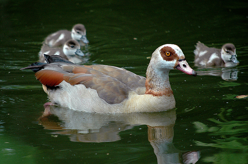 Nilgans