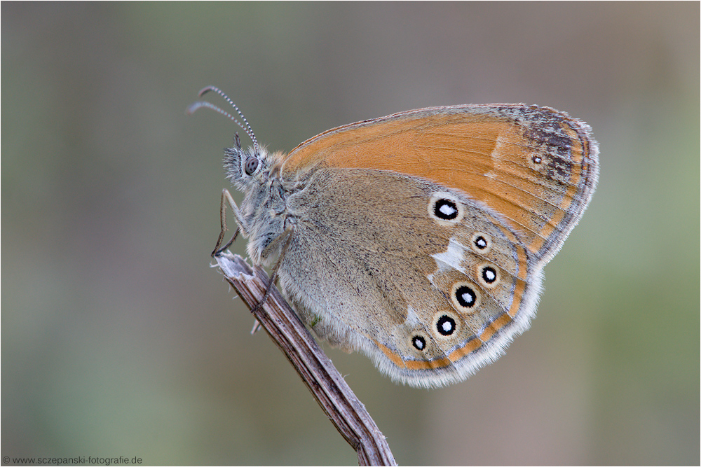 Rostbraunes Wiesenvögelchen (Coenonympha glycerion)