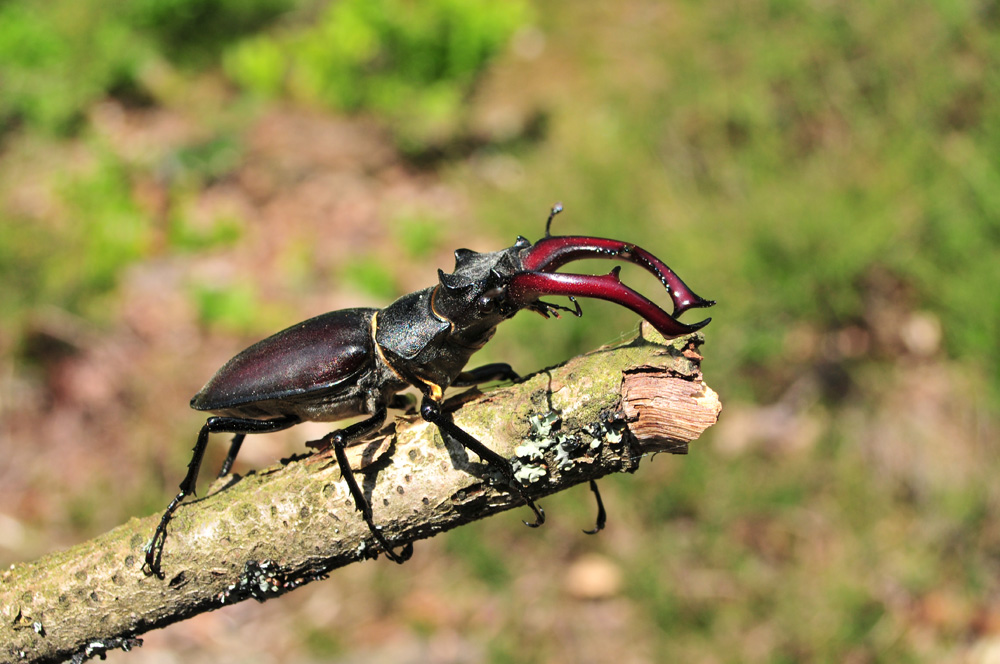 Hirschkäfer (Lucanus cervus)