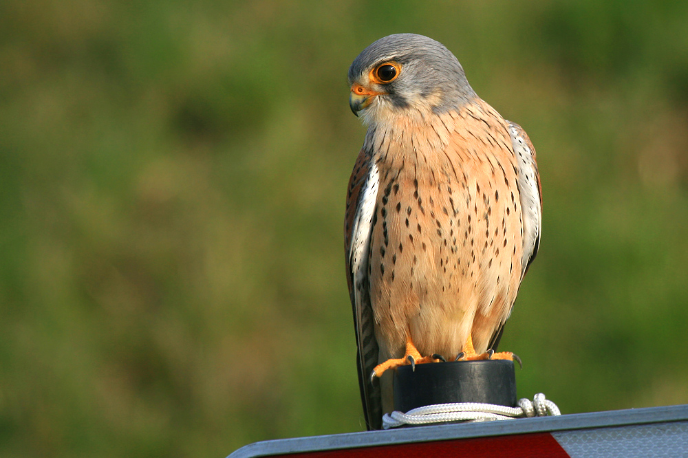 Der Kreiselfalke