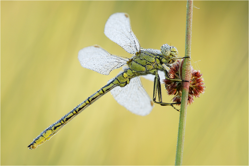 Gomphus pulchellus