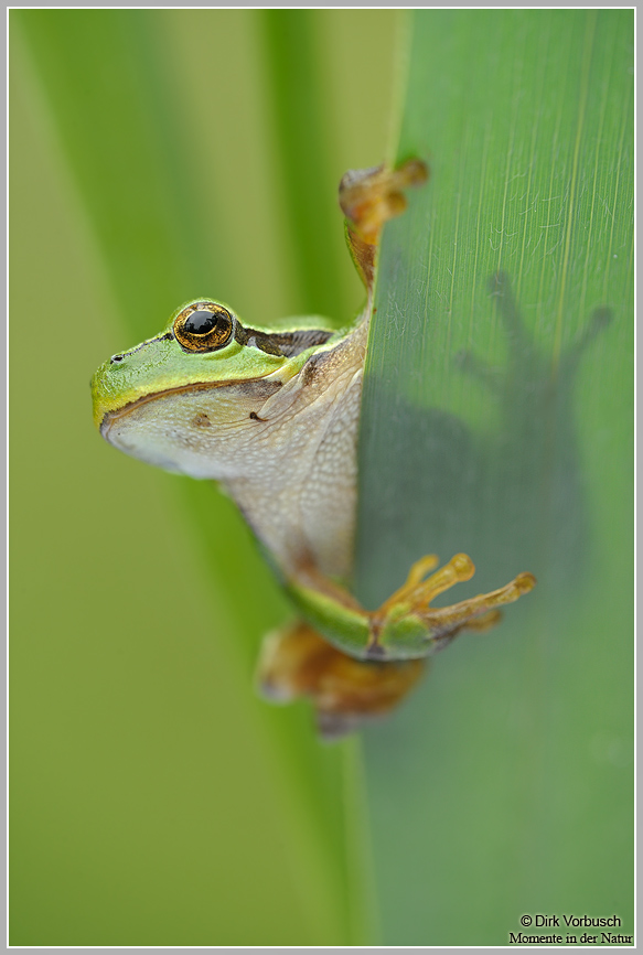 Laubfrosch (Hyla arborea)