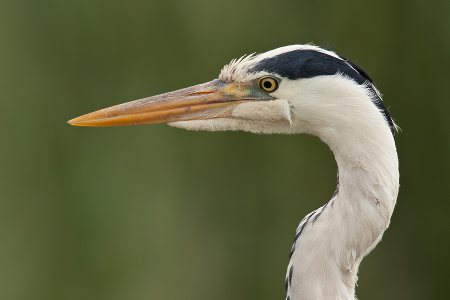 Graureiherportrait (Ardea cinerea)