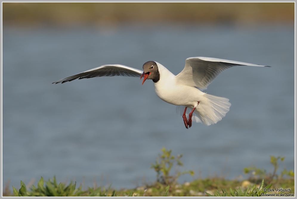 Lachmöwe (Larus ridibundus)