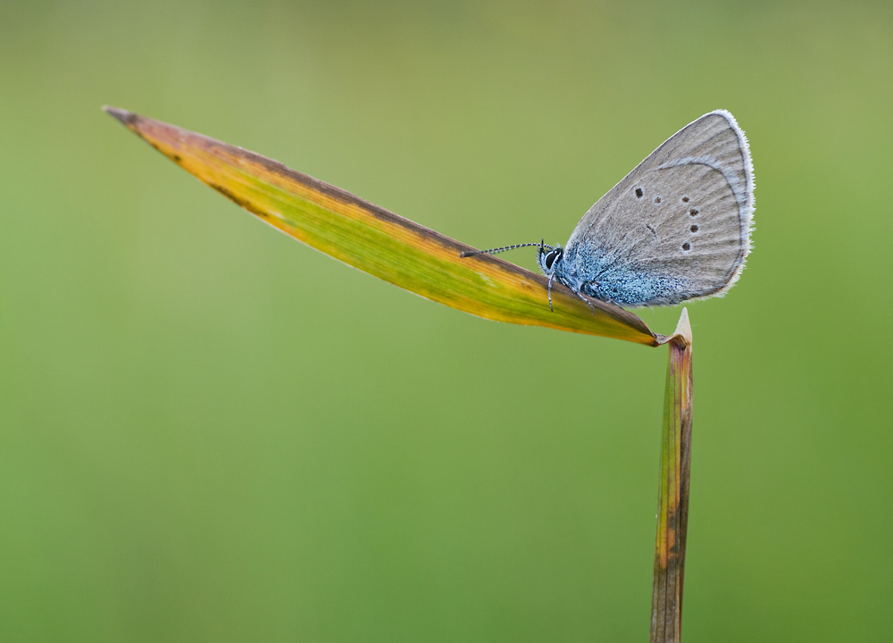 Rotklee-Bläuling (Polyommatus semiargus)