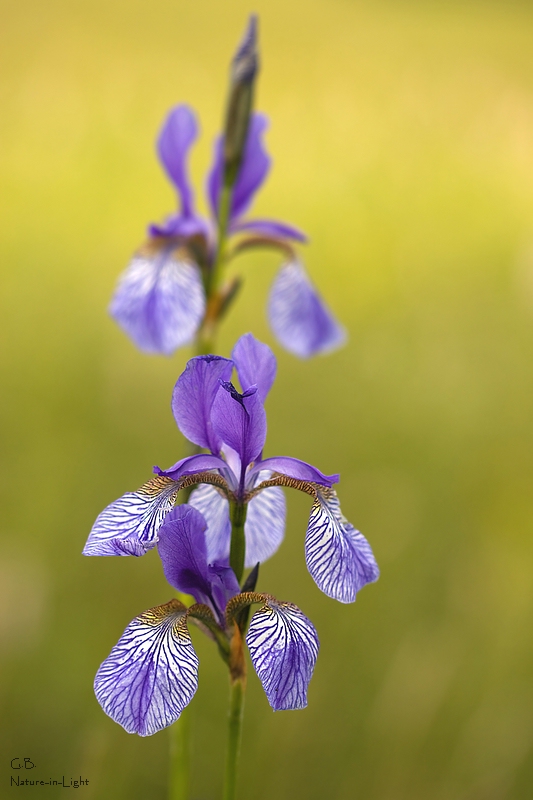 Sibirische Iris (Iris sibirica)