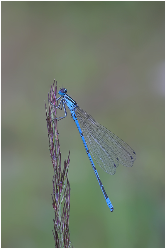 Hufeisenazurjungfer (Coenagrion puella)