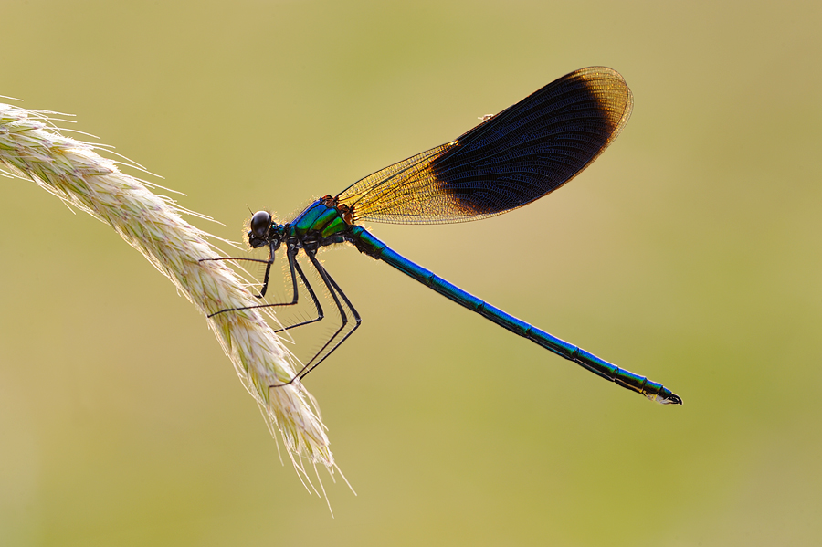 Calopteryx splendens