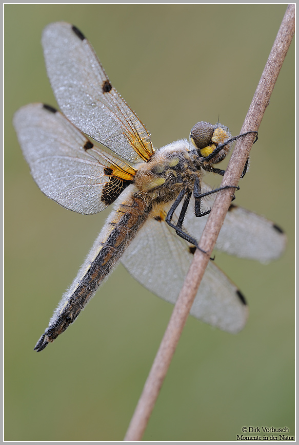 Vierfleck (Libellula quadrimaculata)