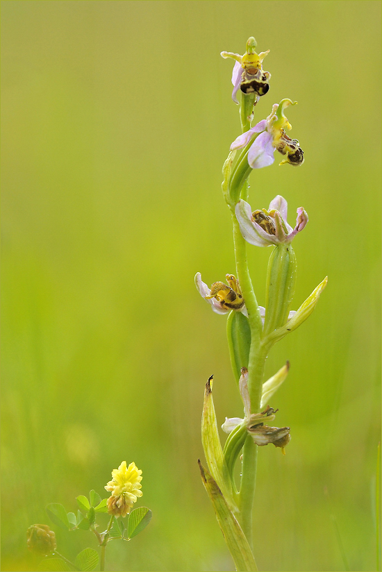 ~ Bienen-Ragwurz ~