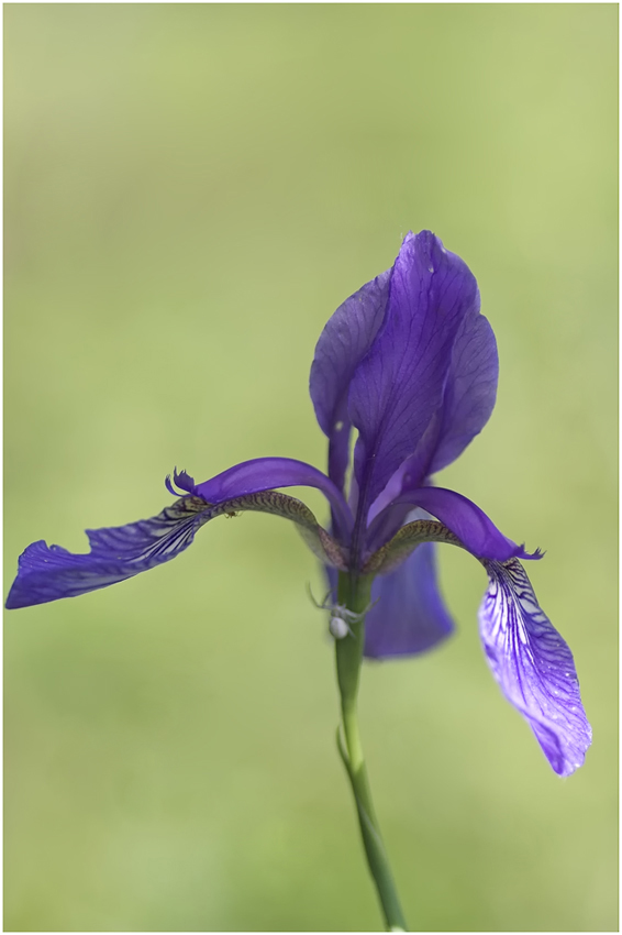 Sibirische Schwertlilie (Iris sibirica)