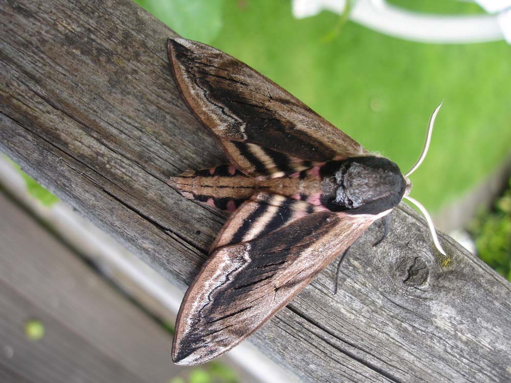 Ligusterschwärmer (Sphinx ligustri)