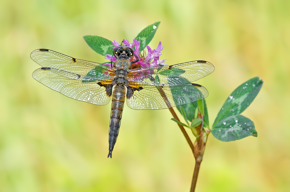 Quadrimaculata