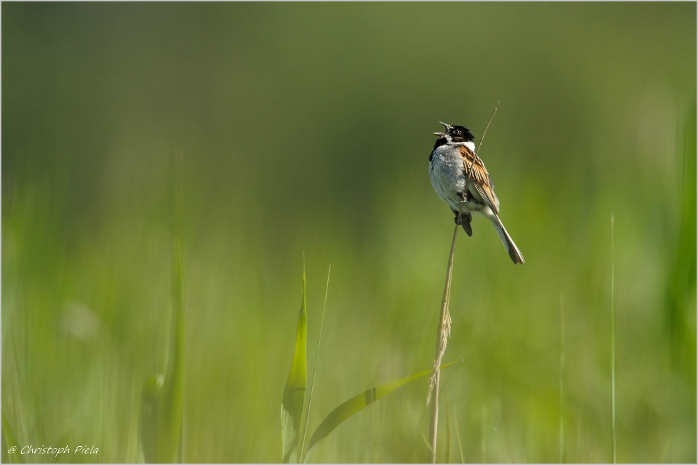 Rohrammer (Emberiza schoeniclus)